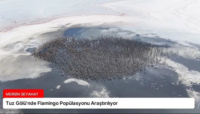 Tuz Gölü’nde Flamingo Popülasyonu Araştırılıyor