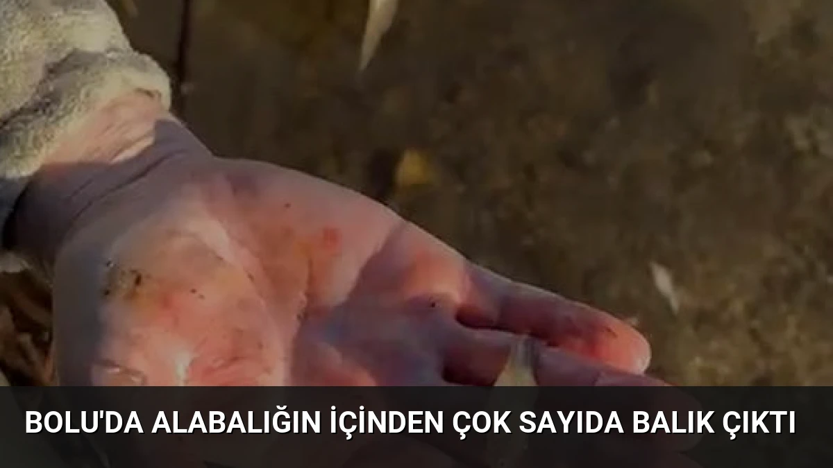 Bolu’da Alabalığın İçinden Çok Sayıda Balık Çıktı