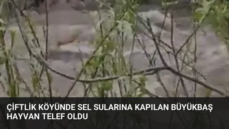 Çiftlik köyünde sel sularına kapılan büyükbaş hayvan telef oldu