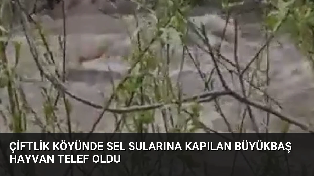 Çiftlik köyünde sel sularına kapılan büyükbaş hayvan telef oldu