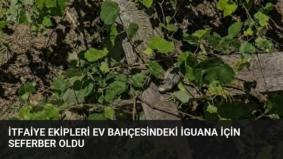 İtfaiye Ekipleri Ev Bahçesindeki İguana İçin Seferber Oldu