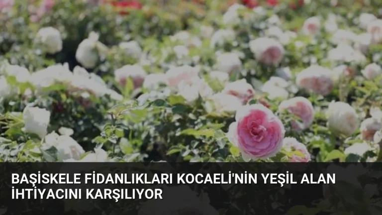 Başiskele Fidanlıkları Kocaeli’nin Yeşil Alan İhtiyacını Karşılıyor