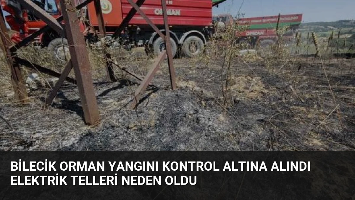 Bilecik Orman Yangını Kontrol Altına Alındı Elektrik Telleri Neden Oldu