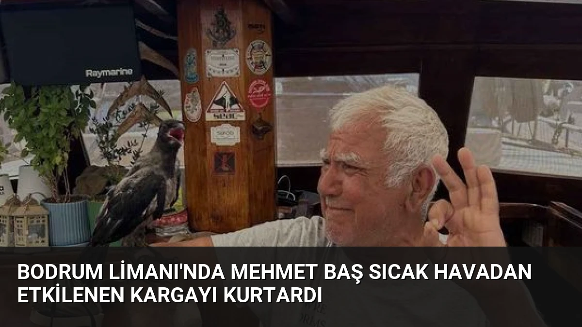 Bodrum Limanı’nda Mehmet Baş Sıcak Havadan Etkilenen Kargayı Kurtardı