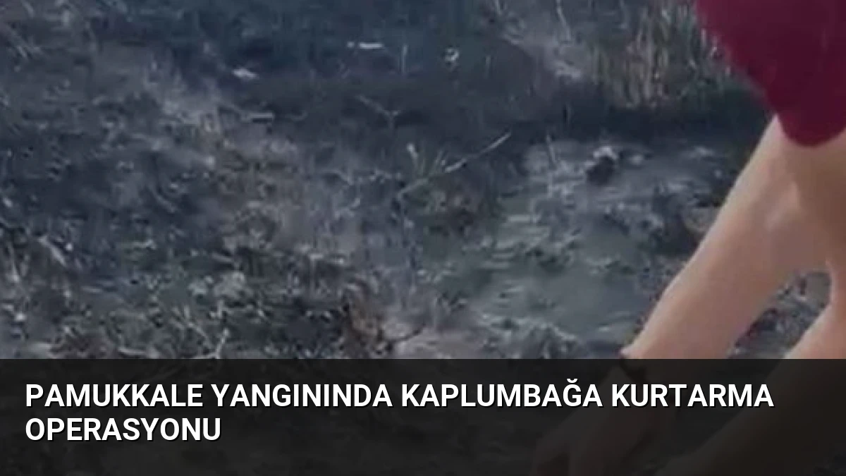 Pamukkale Yangınında Kaplumbağa Kurtarma Operasyonu