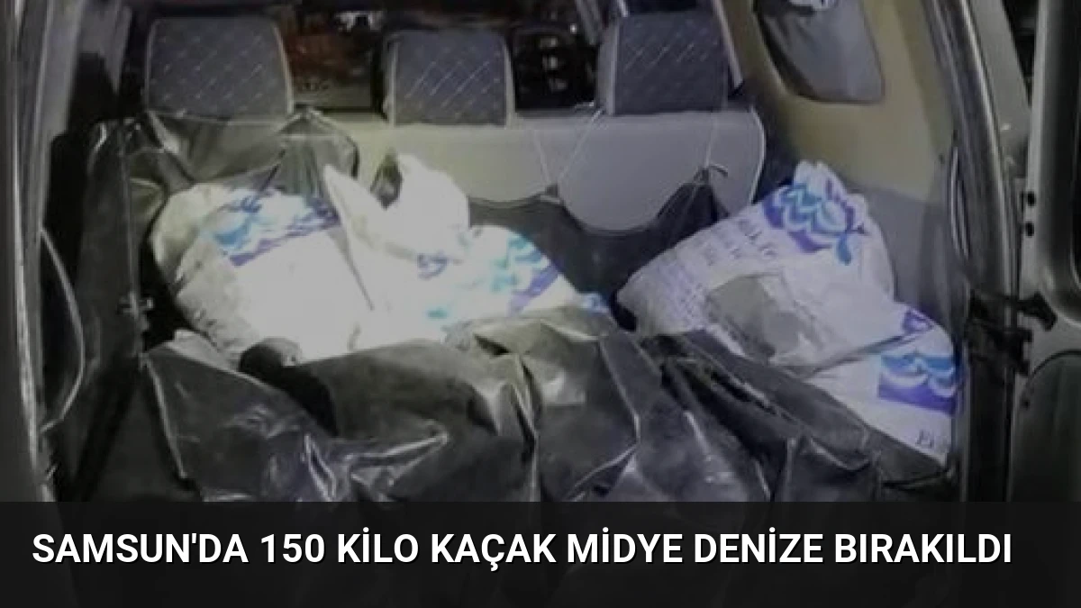 Samsun’da 150 Kilo Kaçak Midye Denize Bırakıldı