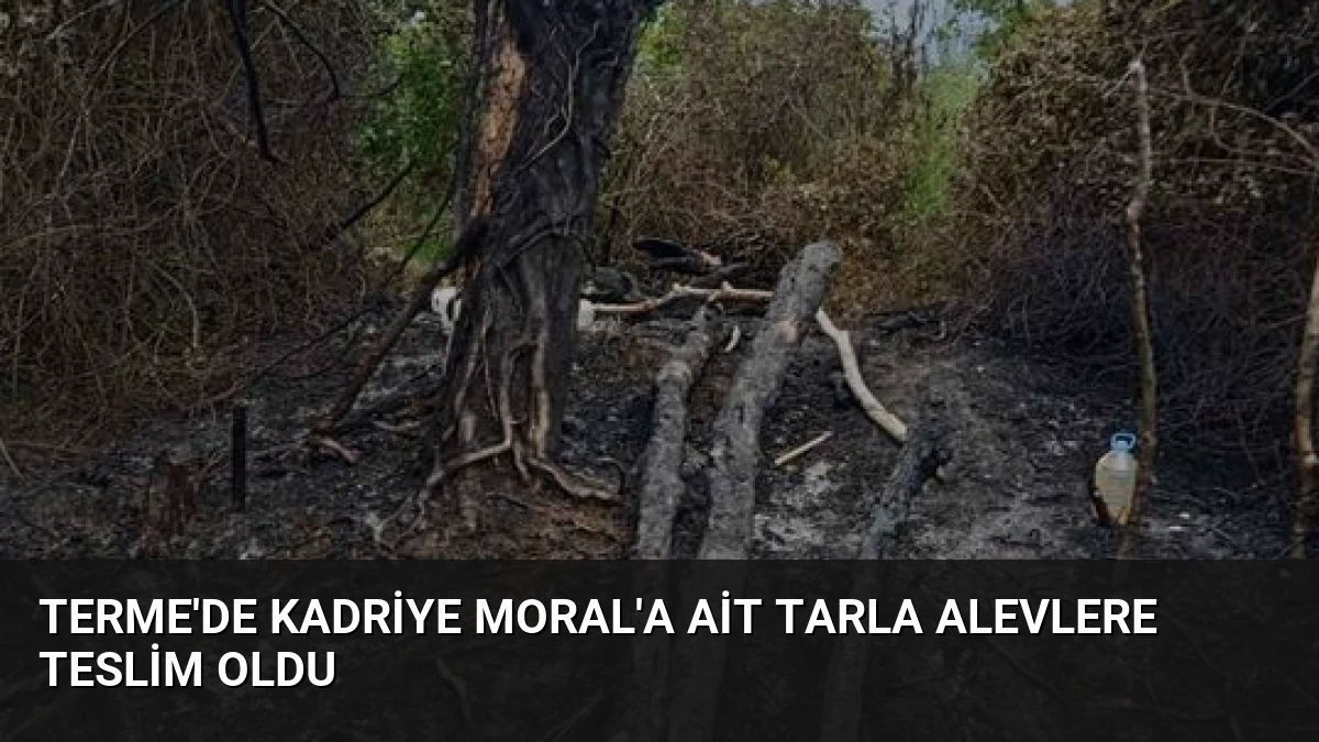 Terme’de Kadriye Moral’a Ait Tarla Alevlere Teslim Oldu