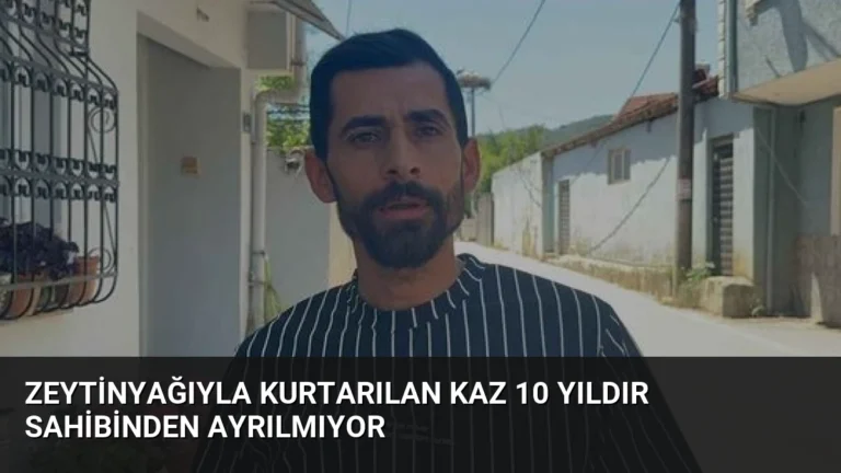 Zeytinyağıyla Kurtarılan Kaz 10 Yıldır Sahibinden Ayrılmıyor