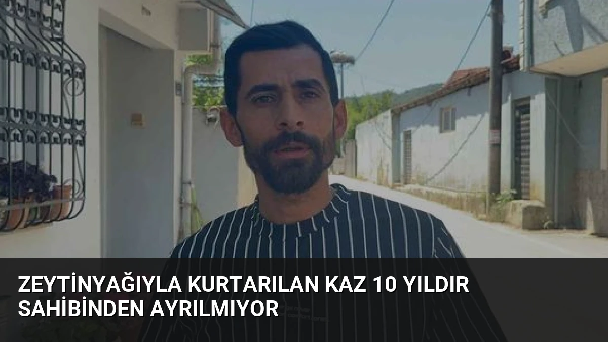 Zeytinyağıyla Kurtarılan Kaz 10 Yıldır Sahibinden Ayrılmıyor