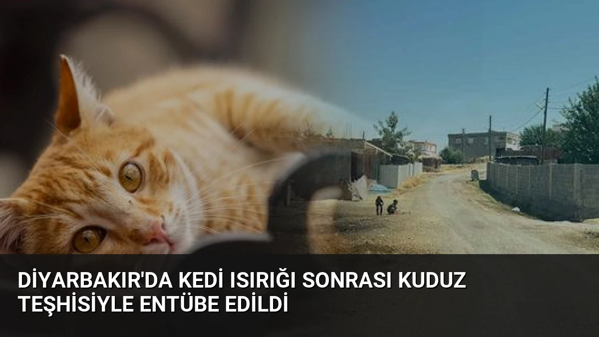 Diyarbakır’da Kedi Isırığı Sonrası Kuduz Teşhisiyle Entübe Edildi