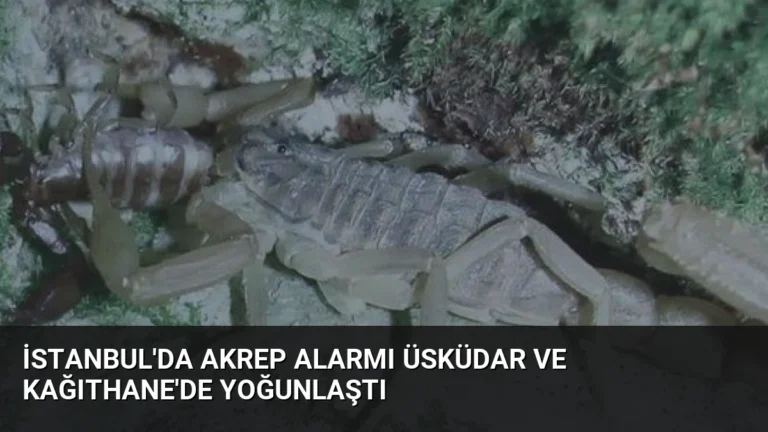 İstanbul’da Akrep Alarmı Üsküdar ve Kağıthane’de Yoğunlaştı