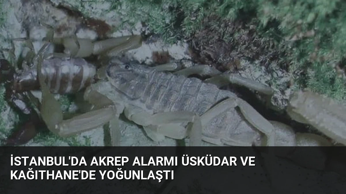 İstanbul’da Akrep Alarmı Üsküdar ve Kağıthane’de Yoğunlaştı