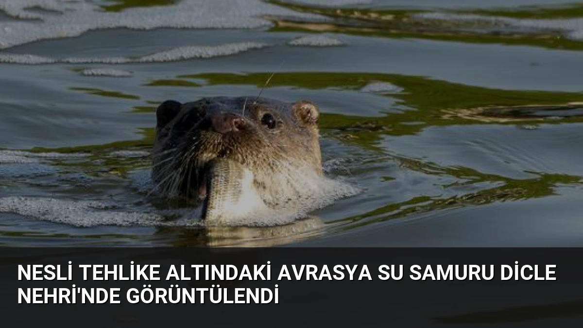 Nesli Tehlike Altındaki Avrasya Su Samuru Dicle Nehri’nde Görüntülendi