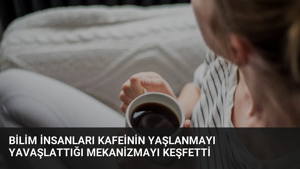 Bilim İnsanları Kafeinin Yaşlanmayı Yavaşlattığı Mekanizmayı Keşfetti