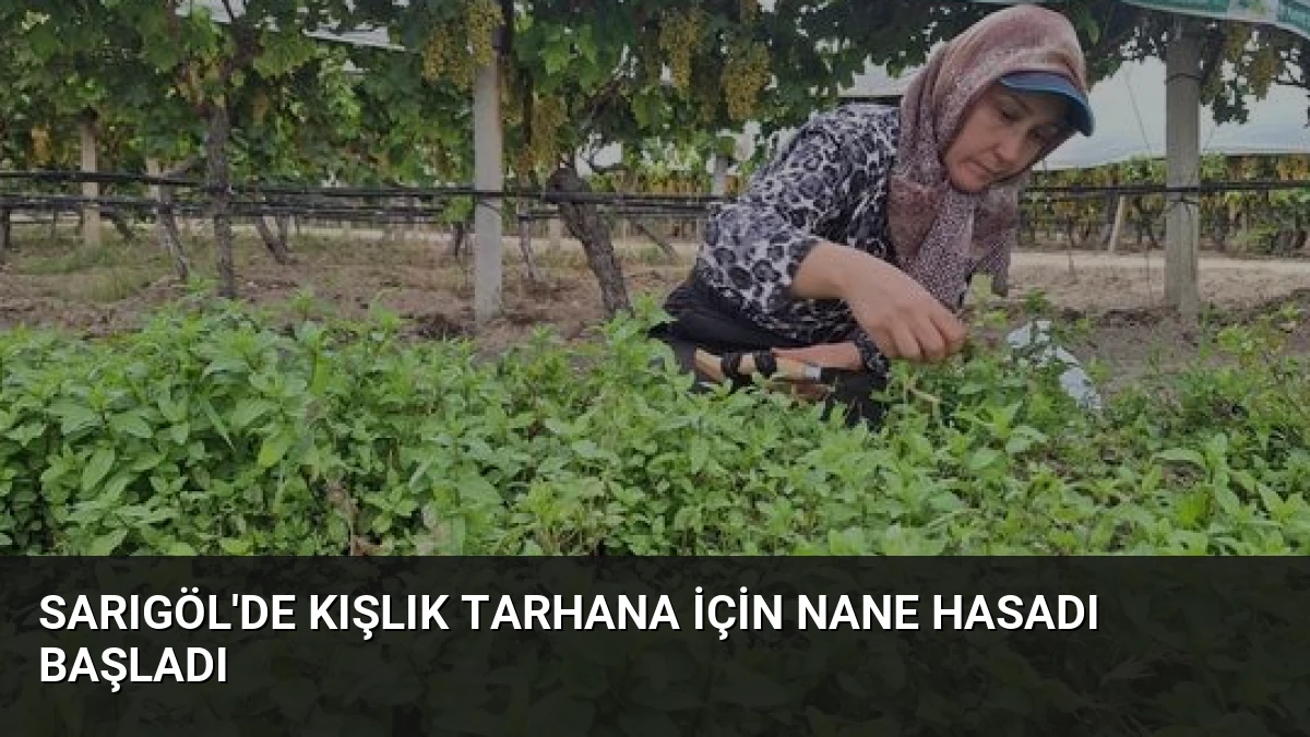 Sarıgöl’de Kışlık Tarhana İçin Nane Hasadı Başladı