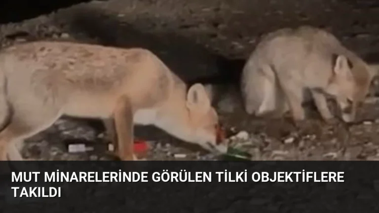 Mut Minarelerinde Görülen Tilki Objektiflere Takıldı